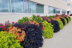 commercial-seasonal-color-1